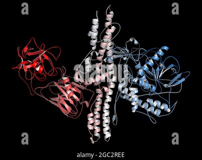 Botulinumtoxin neurotoxisches Protein, 3D-Rendering. Produziert von Cl Stockfoto