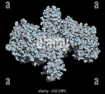 Botulinumtoxin neurotoxisches Protein, 3D-Rendering. Produziert von Cl Stockfoto