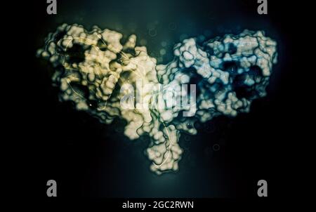 CTLA-4 (zytotoxisches T-Lymphozyten-assoziiertes Protein 4, CD152) Prot Stockfoto