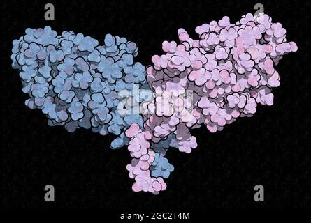 CTLA-4 (zytotoxisches T-Lymphozyten-assoziiertes Protein 4, CD152) Prot Stockfoto