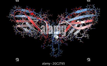 CTLA-4 (zytotoxisches T-Lymphozyten-assoziiertes Protein 4, CD152) Prot Stockfoto
