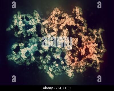Koagulationsfaktor VIII (FVIII)-Protein, 3D-Rendering. Deficienc Stockfoto