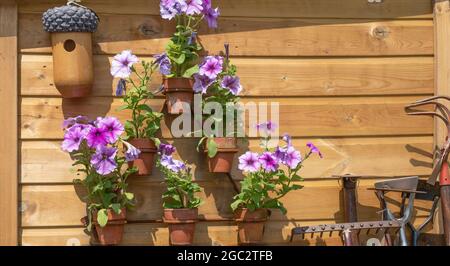 Holzschuppen mit Blumen in Töpfen angebracht Stockfoto