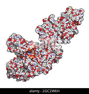 An DN gebundenes Enzym Taq-Polymerase (Thermus aquaticus Polymerase) Stockfoto