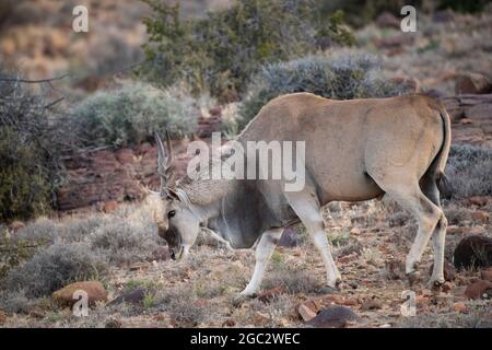 Gemeines Eseland, Tragelaphus oryx, Karoo National Park, Beaufort West, Südafrika Stockfoto