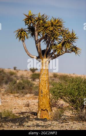 Blühender Kokerboom oder Köcherbaum, Aloe dichotoma, Augrabies Falls National Park, Südafrika Stockfoto