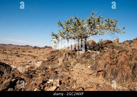 Aride Landschaft, Augrabies Falls National Park, Südafrika Stockfoto