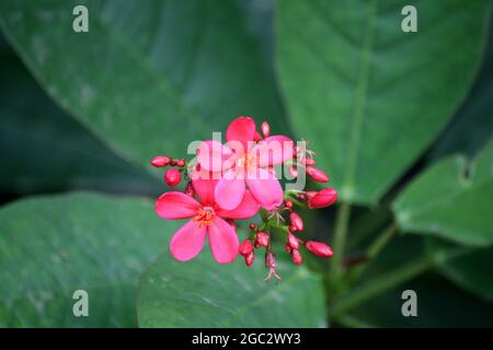In einem Garten blühende rosa Jatropha-Blüten (Jatropha integerrima) Stockfoto