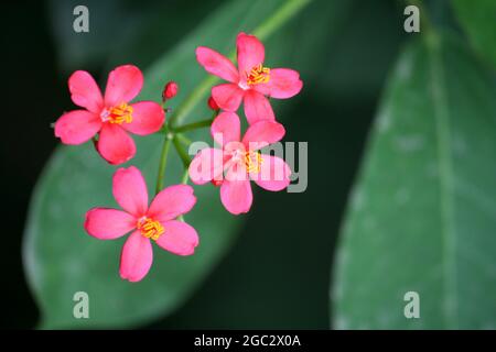 In einem Garten blühende rosa Jatropha-Blüten (Jatropha integerrima) Stockfoto