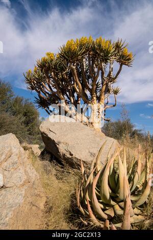 Blühender Kokerboom oder Köcherbaum, Aloe dichotoma, Augrabies Falls National Park, Südafrika Stockfoto