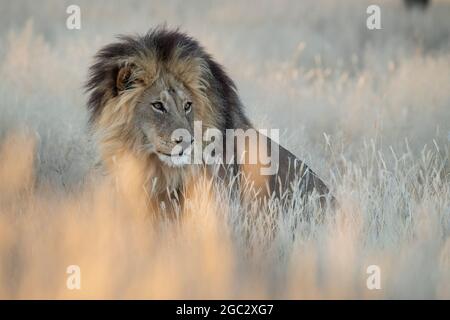 kalahari-Löwe, Panthera leo, Kgalagadi Transfrontier Park, Südafrika Stockfoto