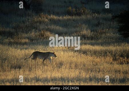 Lion, Panthera Leo, Kgalagadi Transfrontier Park, Südafrika Stockfoto