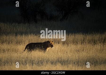Lion, Panthera Leo, Kgalagadi Transfrontier Park, Südafrika Stockfoto