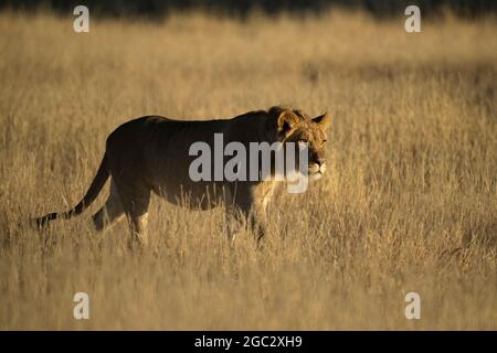 Lion, Panthera Leo, Kgalagadi Transfrontier Park, Südafrika Stockfoto