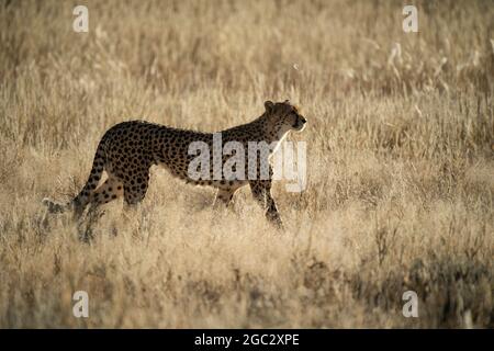 Gepard, Acinonyx Jubatus, Kgalagadi Transfrontier Park, Südafrika Stockfoto