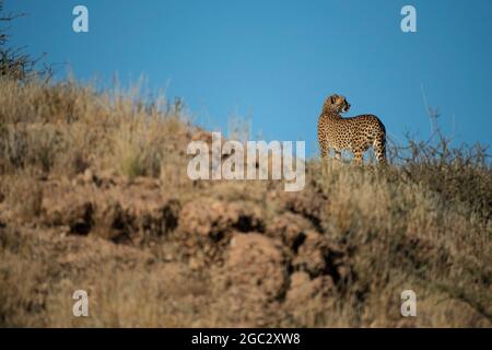 Gepard, Acinonyx Jubatus, Kgalagadi Transfrontier Park, Südafrika Stockfoto