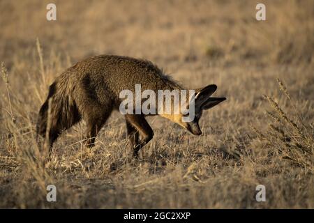 Fledermausohr-Fuchs lauscht bei der Nahrungssuche nach Insekten im Gras, Otocyon megalotis, Kgalagadi Transfrontier Park, Südafrika Stockfoto