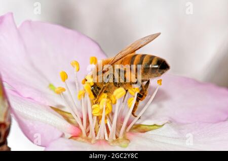 Honeyee bestäubt Mandelblüte Stockfoto