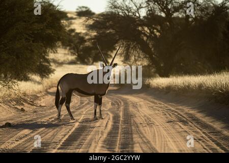 Gemsbok auf der Straße, Oryx Gazella Gazella, Kgalagadi Transfrontier Park, Südafrika Stockfoto