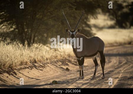 Gemsbok auf der Straße, Oryx Gazella Gazella, Kgalagadi Transfrontier Park, Südafrika Stockfoto