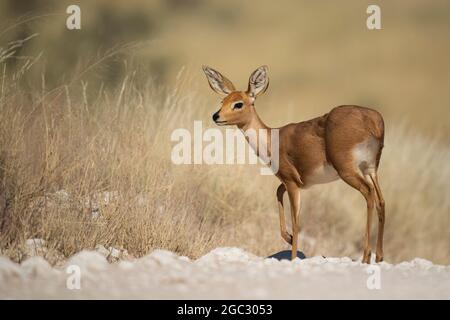 Steenbok, Raphicerus campestris, Kgalagadi Transfrontier Park, Südafrika Stockfoto