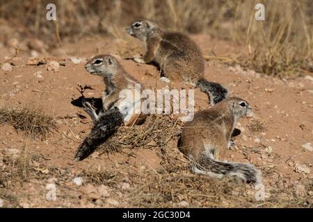 Erdhörnchen, Xerus Inauris, Kgalagadi Transfrontier Park, Südafrika Stockfoto