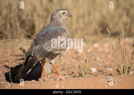 Unreifer Ovambo sparrowhawk, Accipiter ovampensis, Kgalagadi Transfrontier Park, Südafrika Stockfoto