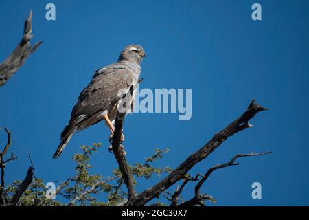 Unreifer Ovambo sparrowhawk, Accipiter ovampensis, Kgalagadi Transfrontier Park, Südafrika Stockfoto