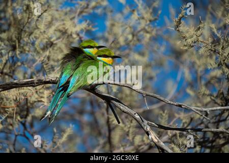 Zinnenkranz Bienenfresser, Merops Hirundineus, Kgalagadi Transfrontier Park, Südafrika Stockfoto