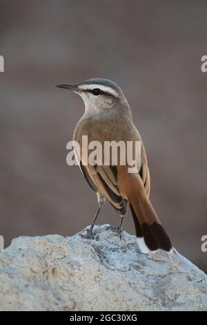 Kalahari Scrub-Robin, Cercotricha paena, Kgalagadi Transfrontier Park, Südafrika Stockfoto