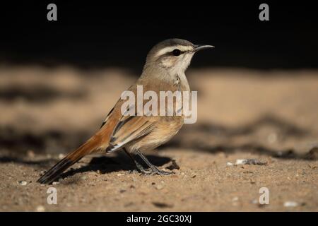 Kalahari Scrub-Robin, Cercotricha paena, Kgalagadi Transfrontier Park, Südafrika Stockfoto