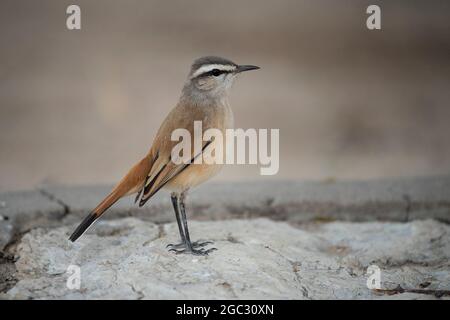 Kalahari Scrub-Robin, Cercotricha paena, Kgalagadi Transfrontier Park, Südafrika Stockfoto