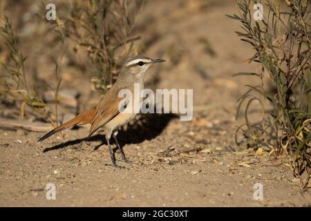 Kalahari Scrub-Robin, Cercotricha paena, Kgalagadi Transfrontier Park, Südafrika Stockfoto