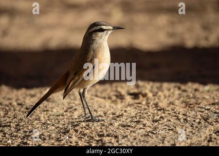 Kalahari Scrub-Robin, Cercotricha paena, Kgalagadi Transfrontier Park, Südafrika Stockfoto