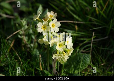 Blassgelbe britische wilde Frühlingsblume Primula elatior Oxlip wächst im Gras März UK Stockfoto