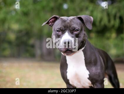 Ein schwarz-weißer Pit Bull Mischlingshund mit einem Lächeln im Gesicht Stockfoto