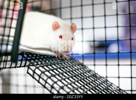 Eine weiße Albino-Tierratte mit roten Augen, die in einem Käfig sitzt Stockfoto