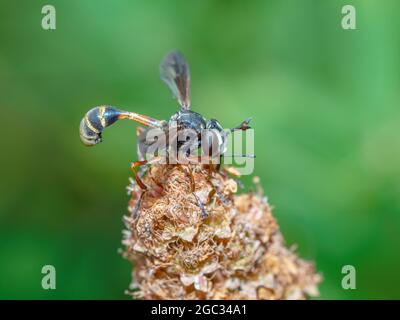 Physocephala rufipes fliegen auf dem Saatkopf, Wespe imitieren. Stockfoto