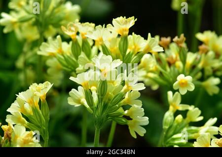 Oxlip oder echte Oxlip (Primula elatior) blühen in einem Garten. Stockfoto