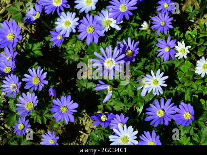 Griechische Anemone (Anemonoides blanda) auch als Balkananemone, griechische Windblume und Winterwindblume bekannt. Blühen Sie im Frühling Stockfoto