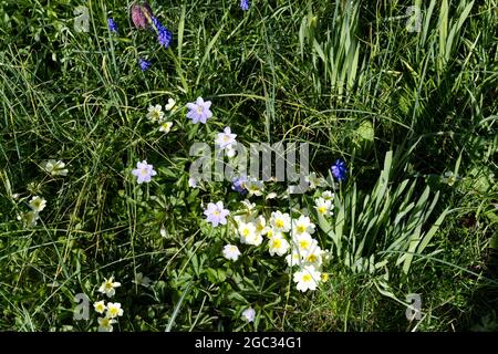 Primrosen, blaue Holzanemonen und andere Frühlingswildblumen in einem Wiesengarten im März UK Stockfoto