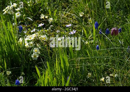 Primrosen, blaue Holzanemonen und andere Frühlingswildblumen in einem Wiesengarten im März UK Stockfoto