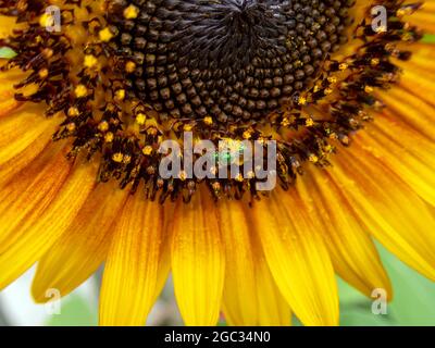 Eine Makroaufnahme einer smaragdgrünen Schweißbiene, die beim Sammeln von Pollen von einer großen gelben Sonnenblume arbeitet. Bokeh-Effekt. Stockfoto