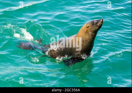 Robbenschwimmen, Hout Bay, Südafrika Stockfoto