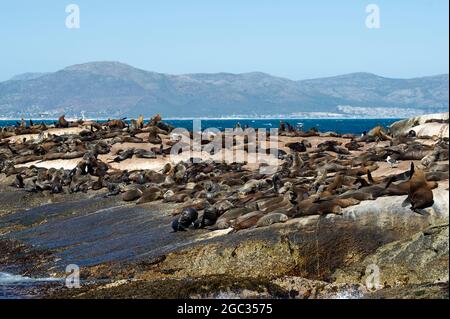 Robbenkolonie auf Duiker Island, Hout Bay, Südafrika Stockfoto