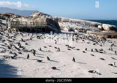 Afrikanische Pinguine, Spheniscus Demersus, Boulders Beach, Cape Peninsula, Südafrika Stockfoto