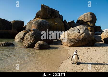 Afrikanischer Penguin, Spheniscus Demersus, Boulders Beach, Cape Peninsula, Südafrika Stockfoto
