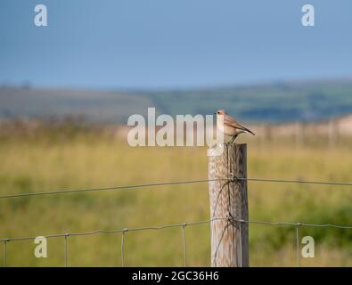 Wheatear Bird, auf dem Postweg. Devon, Großbritannien. Oenanthe oenanthe. Stockfoto