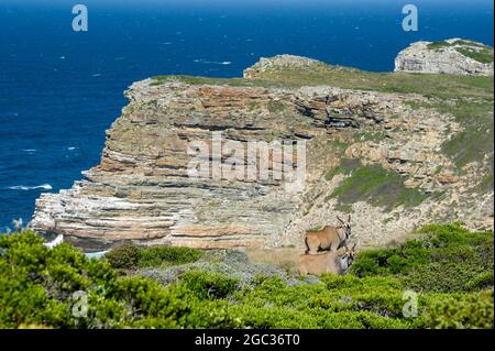 Gemeines Eland, Tragelaphus oryx, Cape of Good Hope Nature Reserve, Kap-Halbinsel, Südafrika Stockfoto