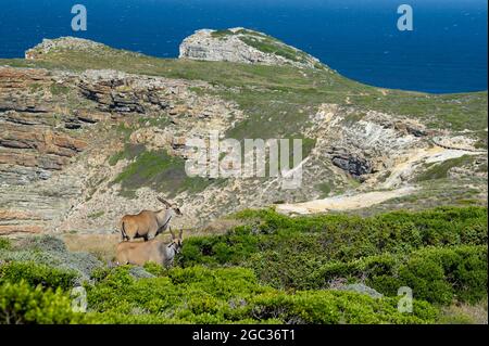 Gemeines Eland, Tragelaphus oryx, Cape of Good Hope Nature Reserve, Kap-Halbinsel, Südafrika Stockfoto